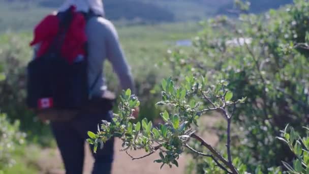 Πεζοπόρος Περπατώντας Πίσω Από Ένα Μπους Mount Bierstadt Κολοράντο — Αρχείο Βίντεο