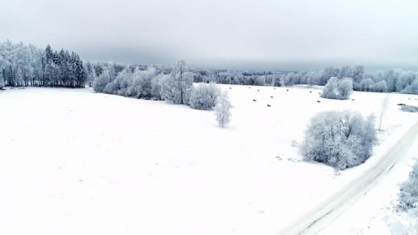 在多云的天气里 无人驾驶飞机在白雪上盘旋 覆盖着乡间的风景 针叶树被霜雪覆盖 — 图库视频影像
