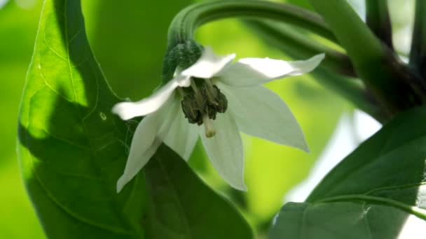 Fleur Blanche Poivre Jalapeno Cultivant Dans Jardin Gros Plan — Video