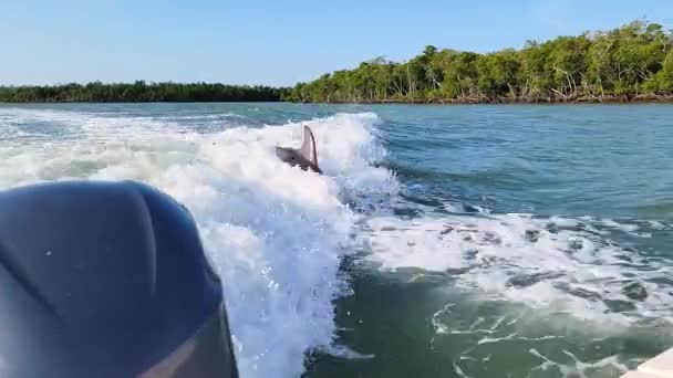 Delfín Salta Alto Aire Fuera Del Agua Través Las Olas — Vídeos de Stock