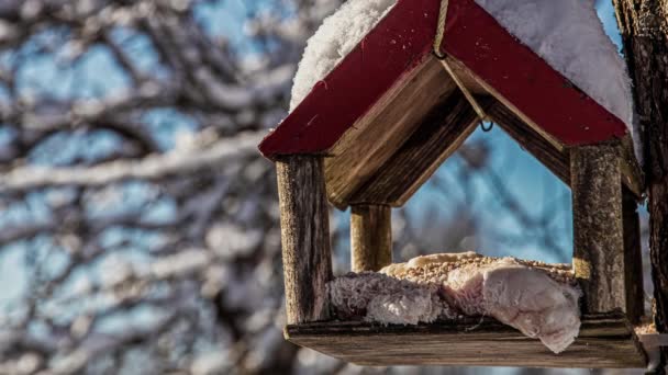 Pássaros Comendo Sementes Suet Alimentador Inverno Lapso Tempo — Vídeo de Stock