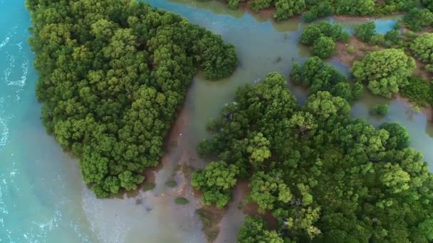 Flygfoto Över Mangrove Träsk Tanzania — Stockvideo