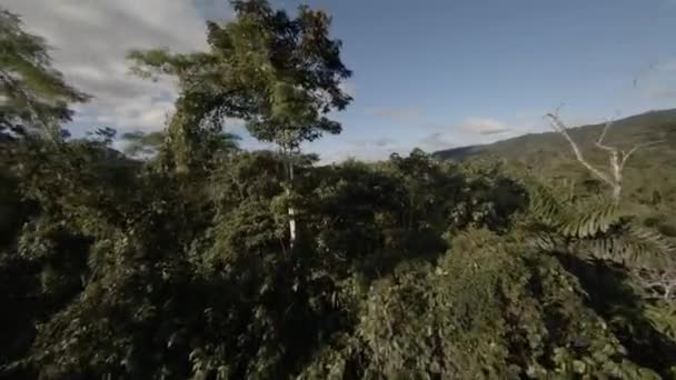 Increíble Perspectiva Del Denso Dosel Árboles Selva Amazónica Amanecer Fpv — Vídeo de stock