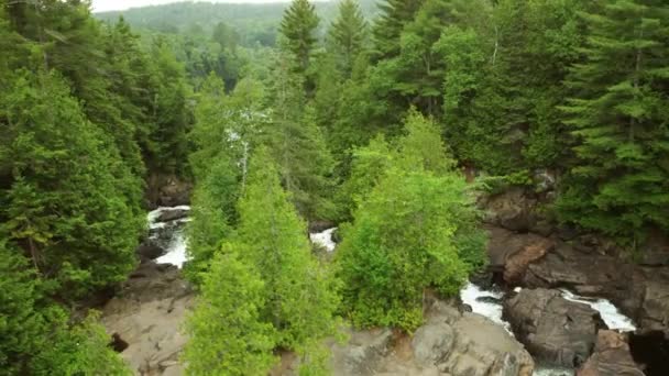 Aerial Rising Trees Oxtongue River Flows Сайті Algonquin Park Нахил — стокове відео