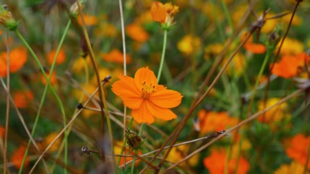 Πορτοκαλί Λουλούδια Του Σύμπαντος Θειάφι Θείο Κόσμο Στον Κήπο Κλείσε — Αρχείο Βίντεο