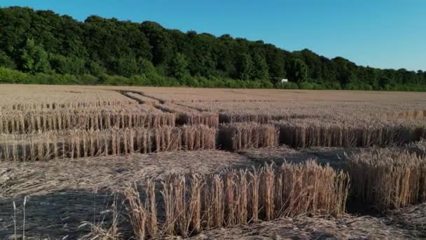 ミシュラン開発者駅ミステリーサークルの形状全体の低角度の空中ビューは 農業小麦のフィールドに形成された — ストック動画