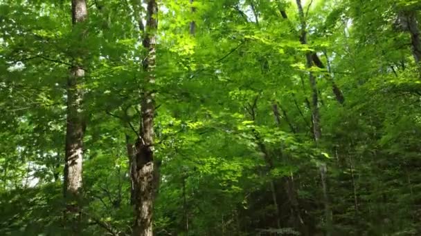 Prachtige Drone Vangen Interieur Van Dennen Boreale Bos Zonnige Dag — Stockvideo