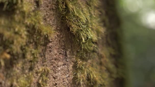Green Moss Growing Tree Trunk Daintree Rainforest Qld Australia Inclinar — Vídeos de Stock