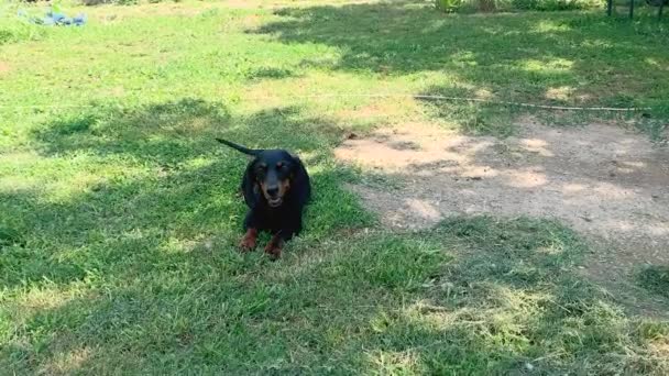 Cão Dachshund Preto Deitado Grama Verde Conceito Animal Com Cães — Vídeo de Stock