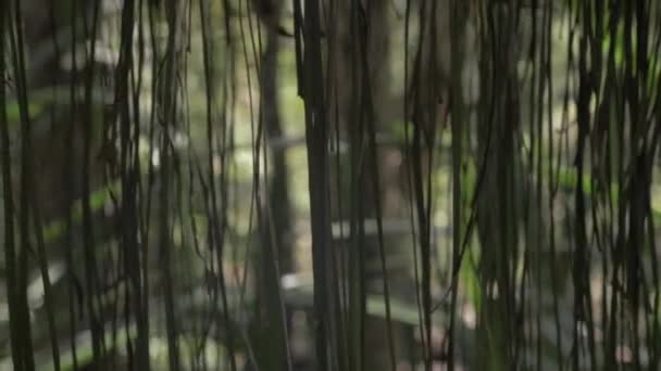 Tenda Radici Vegetali Nella Foresta Pluviale Daintree Diwan Australia Cursore — Video Stock
