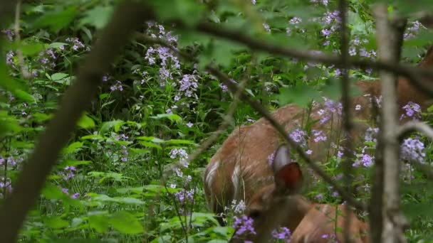 Två Rådjur Äter Blommor Och Letar Efter Mat Naturen — Stockvideo