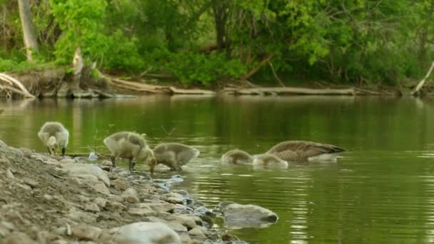 Gosling Oche Bambino Con Loro Genitori Alla Ricerca Cibo Sulla — Video Stock