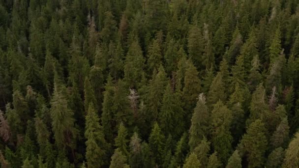 Dron Záběr Starého Lesa Britské Kolumbii Těší Big Lonely Doug — Stock video