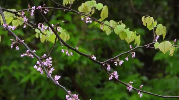 Malé Růžové Kvetoucí Květiny Větvi Stromu Zeleným Lesem Bokeh Pozadí — Stock video