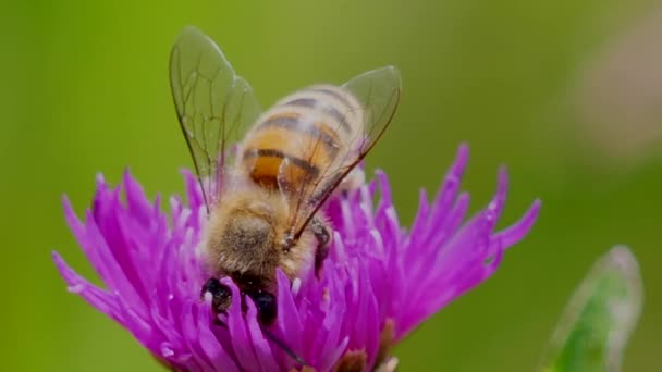 Extrem Makro Närbild Upptagen Bee Samla Pollen Lila Blomblad Våren — Stockvideo