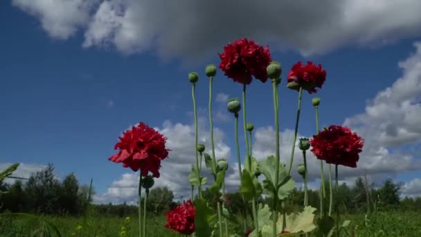 Poppy Jest Źródłem Narkotyku Opium Który Zawiera Silne Alkaloidy Lecznicze — Wideo stockowe
