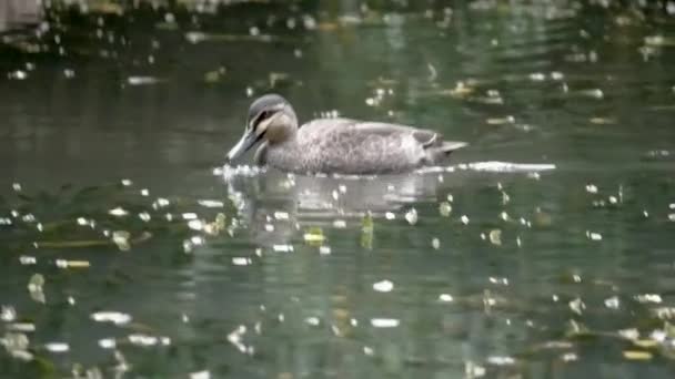 Close Pato Nadando Água Com Muitas Folhas Vegetação Superfície Água — Vídeo de Stock