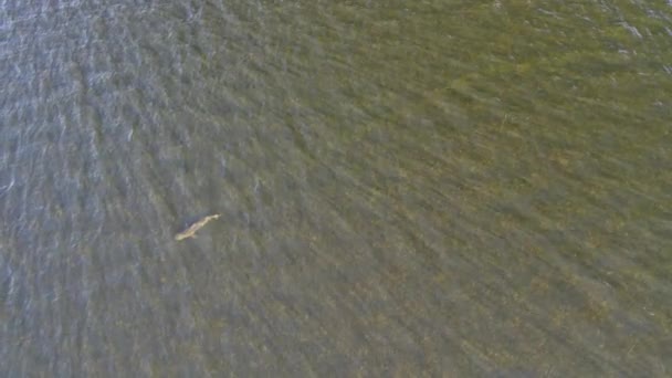 Aerial Footage Bull Shark Swimming Shallow Water Bay Coast Florida — Stock Video