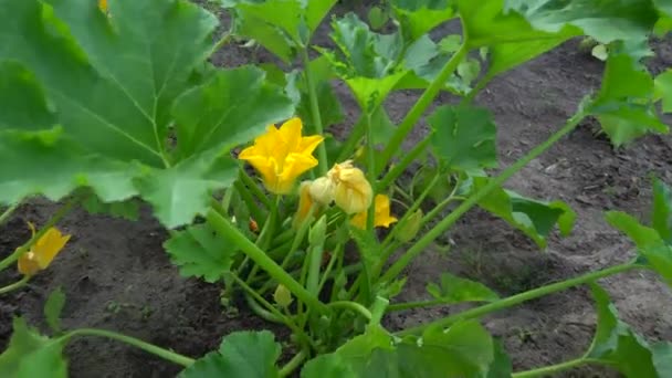 Die Zucchini Oder Das Babymark Ist Ein Sommerkürbis Eine Krautige — Stockvideo