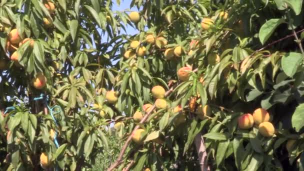 Persikofruktträd Med Många Gula Och Röda Persikor — Stockvideo