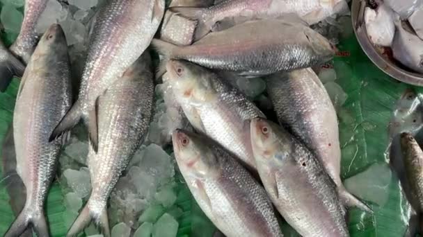 Ilisha Hilsa Una Specie Pesce Appartenente Alla Famiglia Clupeidae Imparentata — Video Stock