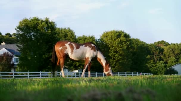 Side View Van American Paint Horse Eating Grass Wei Grondniveau — Stockvideo