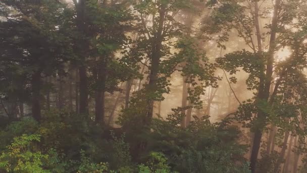 Dolly Medio Largo Sinistro Una Foresta Nebbiosa Soleggiata Polonia Mattina — Video Stock