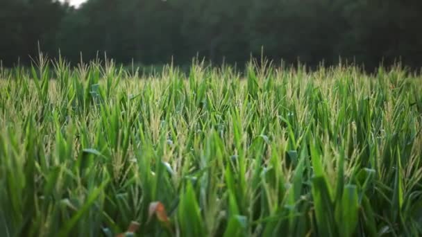 Young Corns Jemně Kymácí Větrem Hřišti Zavřít — Stock video