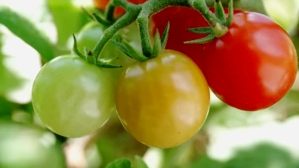 Tomates Rojos Maduros Verdes Inmaduros Que Crecen Vid Cerca — Vídeos de Stock