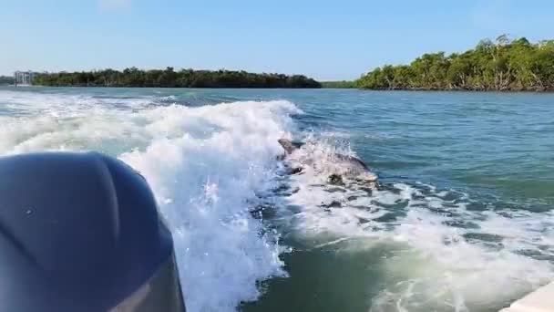 メキシコのルイジアナ湾のモーターボートの隣にある空中でのイルカの水泳とジャンプのペア 海や海に生息する野生の海洋哺乳類 Povイルカウォッチング観光の眺め — ストック動画