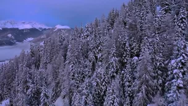 Veduta Aerea Sul Bosco Innevato Montagna Colorato Crepuscolo Invernale Alto — Video Stock