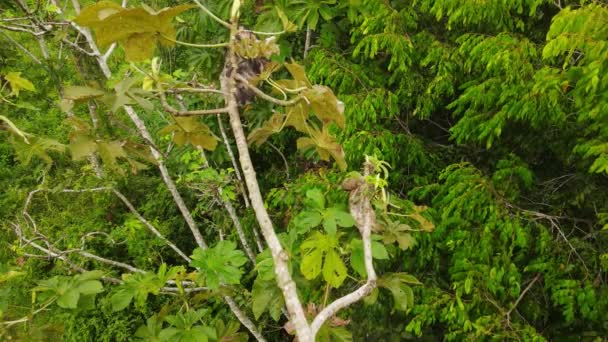 Vista Aérea Preguiça Dormindo Nos Galhos Das Árvores Meio Floresta — Vídeo de Stock