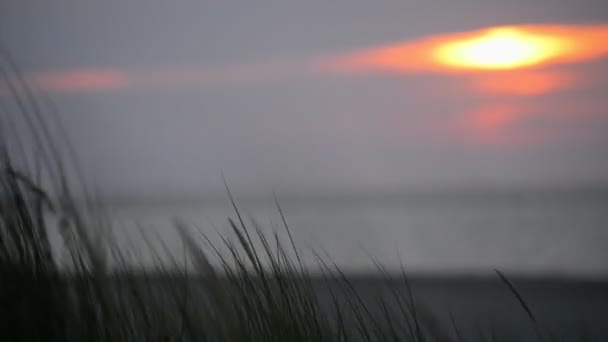 Close Grama Duna Pôr Sol Laranja Com Mar Praia Fora — Vídeo de Stock