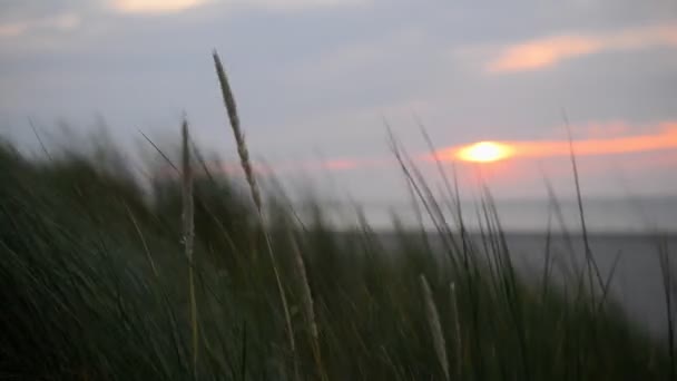 Закрытие Дюнной Травы Зависающей Ветру Оранжевом Закате Заднем Плане Которого — стоковое видео