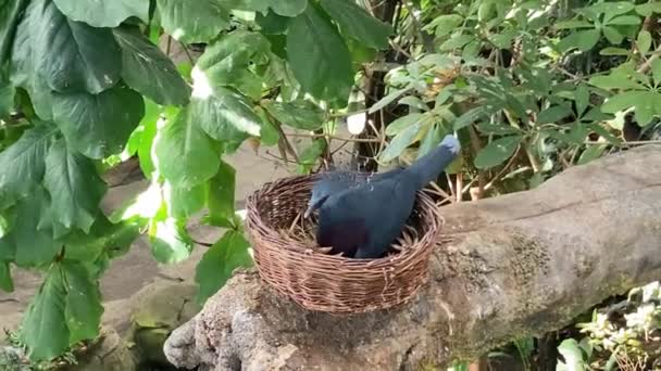 Nest Bird Exotic House Zoo Karlsruhe — Stock Video