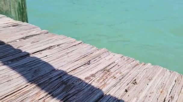 Mangrove Snapper Floppar Jetty Sedan Faller Tillbaka Vattnet Närbild — Stockvideo