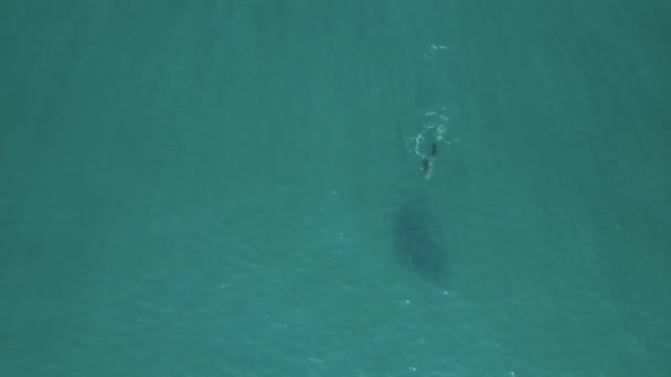 Один Мыс Мех Тюленя Стрелы Наживки Мяч Открытом Океане Воздушные — стоковое видео