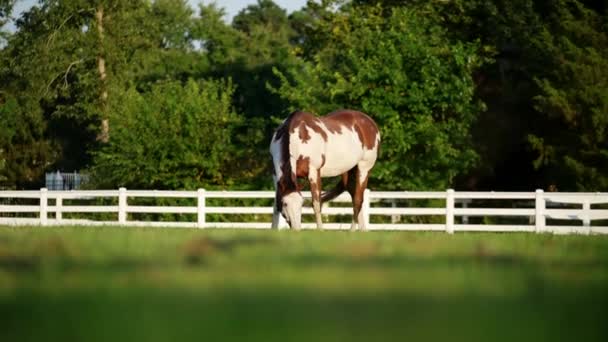 American Paint Horse Grazing Field White Wooden Fence Background — 비디오