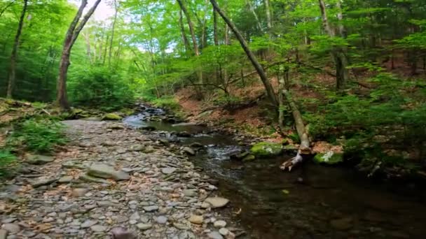 Spacerując Wzdłuż Pięknego Leśnego Strumienia Gęstym Bujnym Zielonym Appalachowskim Lesie — Wideo stockowe