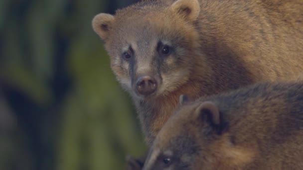 South American Coati Melihat Kamera Mencium Udara Dengan Hidung Panjangnya — Stok Video