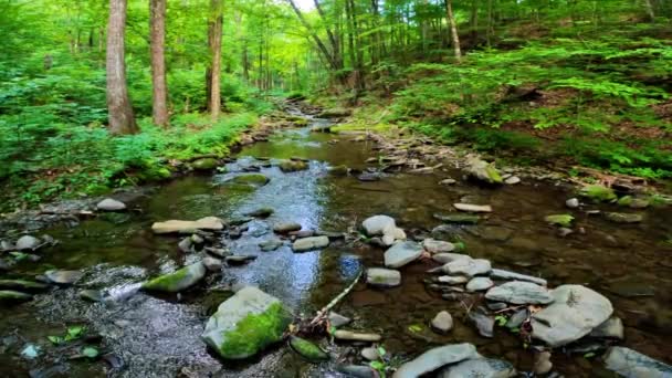 Schöner Waldbach Dichten Üppigen Grünen Bergwald Der Appalachen Sommer — Stockvideo