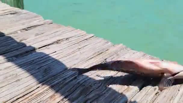 Snapper Fish Flops Wooden Dock Falls Ocean Malý Rybaření Chytit — Stock video