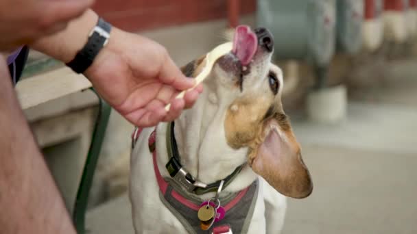 Perro Disfruta Felizmente Lamiendo Helado Cuchara Dueño Disparo Cámara Lenta — Vídeo de stock