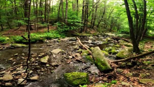 Piękny Leśny Strumień Gęstym Bujnym Zielonym Appalachowskim Lesie Górskim Latem — Wideo stockowe