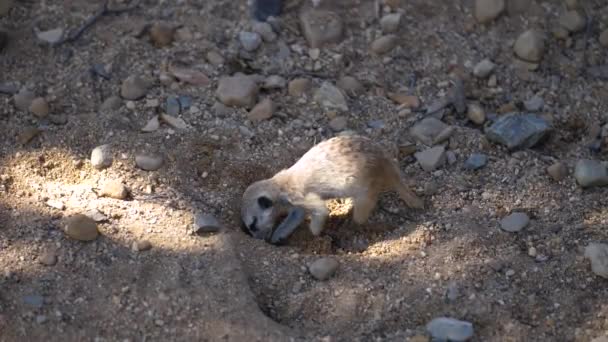 Bébé Meerkat Creuser Trou Sur Terrain Rocheux Gros Plan — Video