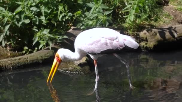 黄嘴鹤在浅水河底觅食 慢动作 — 图库视频影像
