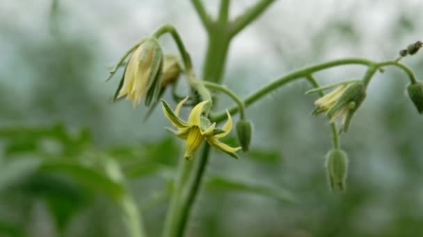 Cherry Tomato Flower Shallow Depth Field Selektivní Zaostření Snímku — Stock video