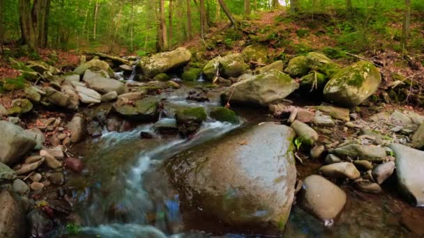 Piękny Strumień Leśny Timelapse Gęstym Lesie Appalachów Latem — Wideo stockowe
