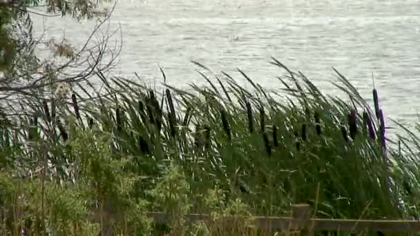 イギリスのアイブルック貯水池の岸の風に揺れるブラッシュ — ストック動画