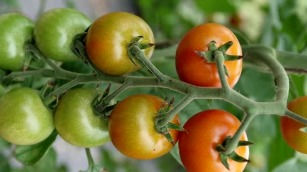 Pionowy Kieliszek Wiśniowych Pomidorów Gałęziach Zbliżenie — Wideo stockowe